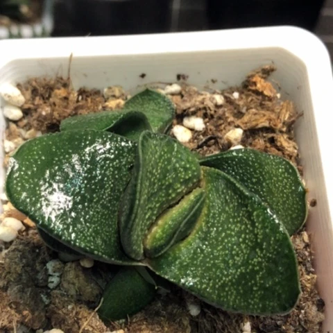 旋转蜗牛母本带2侧牙带盆发货哈哈