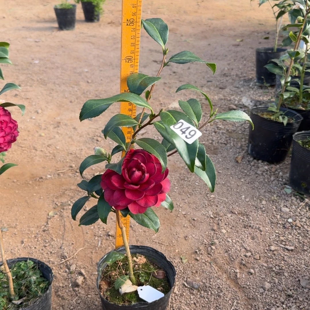 少量花朵（建议范围：2朵-5朵 或40%以下）049紫罗旋