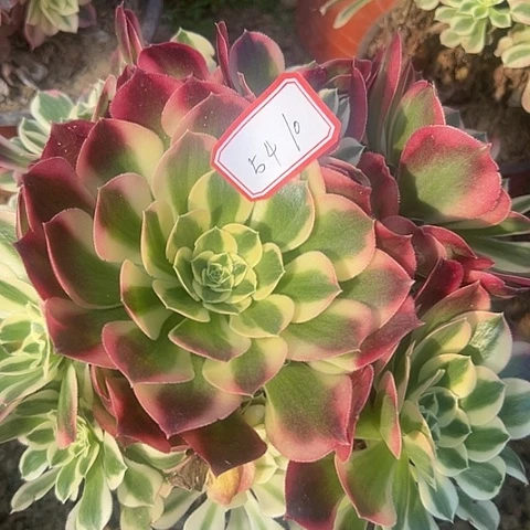 多肉植物白凤54号