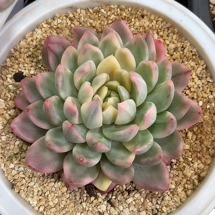 冰心公主锦多肉植物