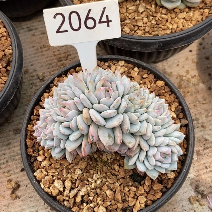 ****M2064。    星星橙朵缀