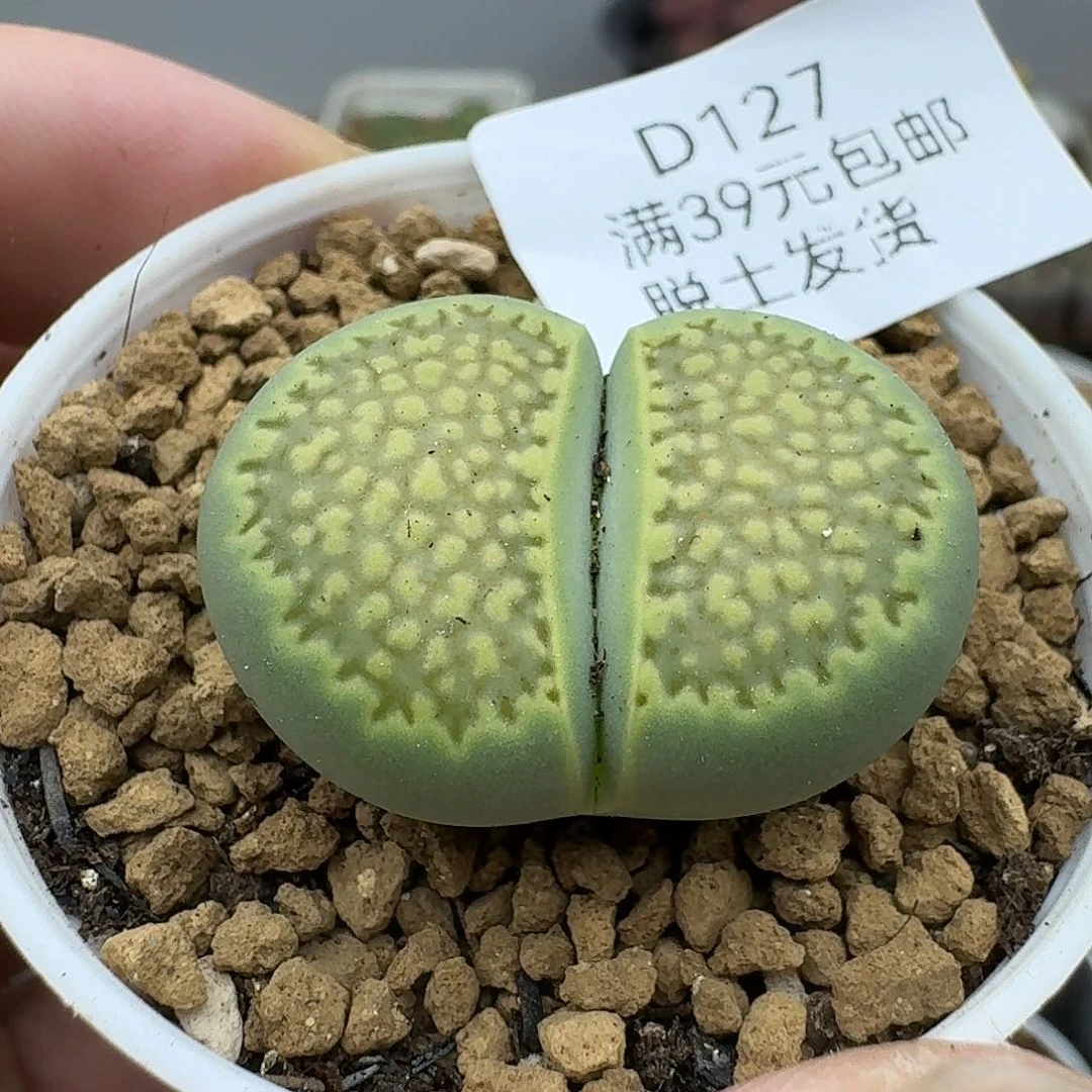127多肉哈哈哈哈哈哈哈哈
