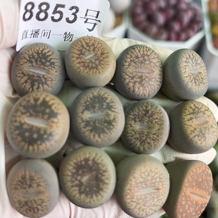 8853 好养易活生石花大母本12个2cm左右