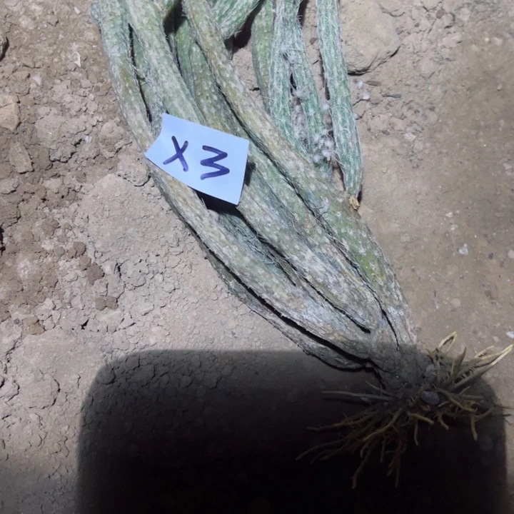 念**字X3银妞一颗33