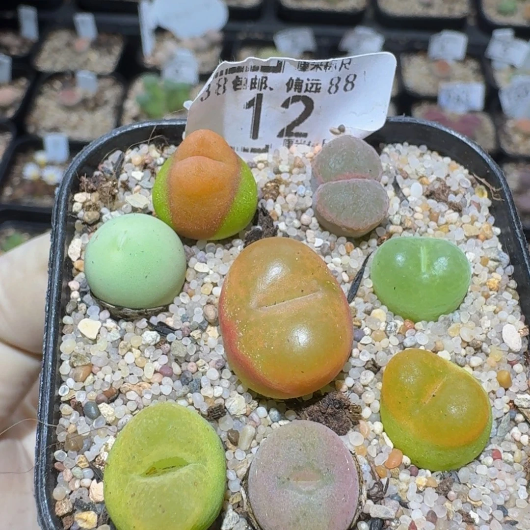 Zzzz精品生石花12