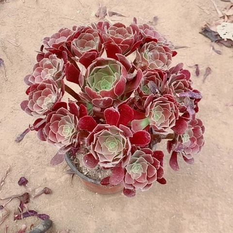 欧子多肉植物17号