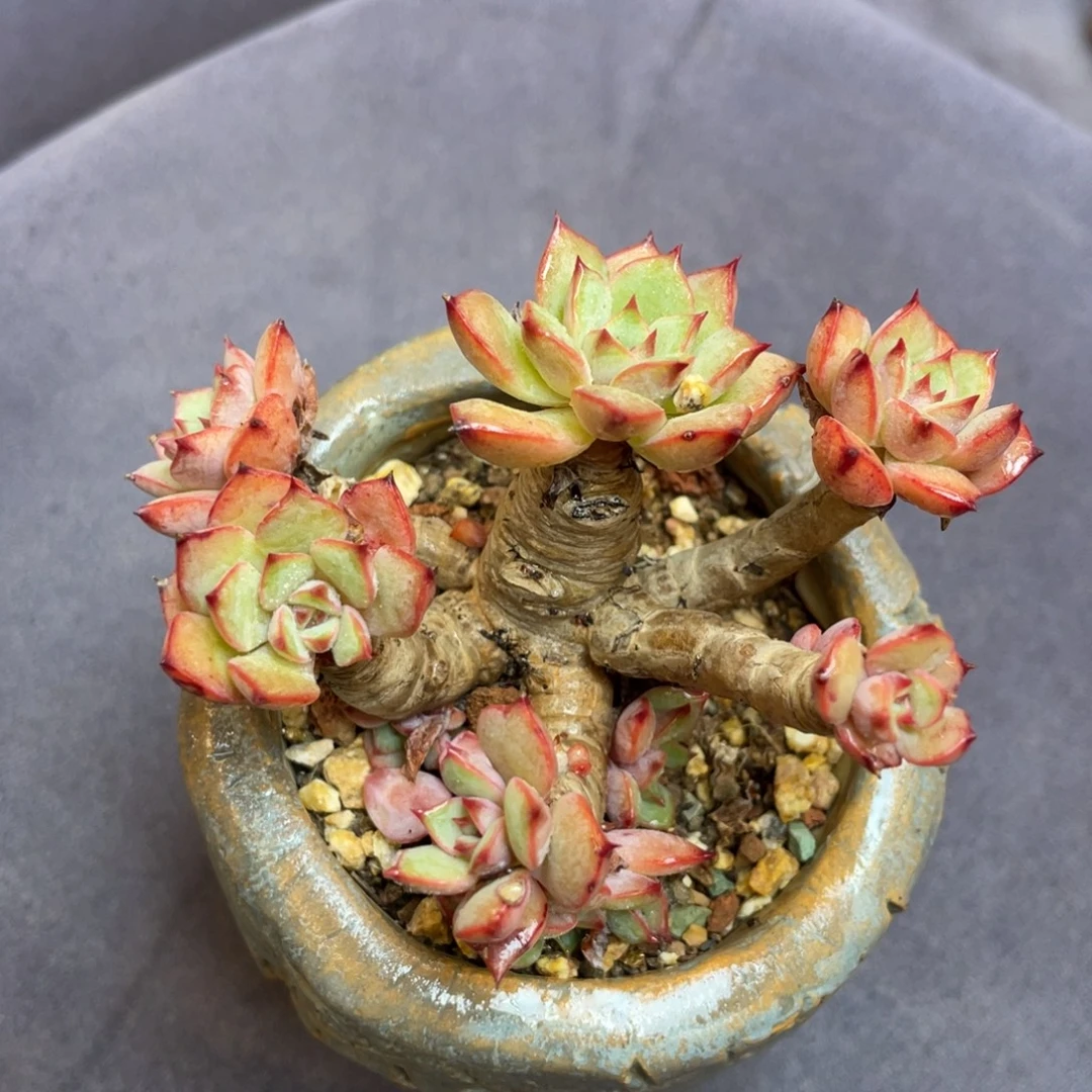 景天系列杂交老桩