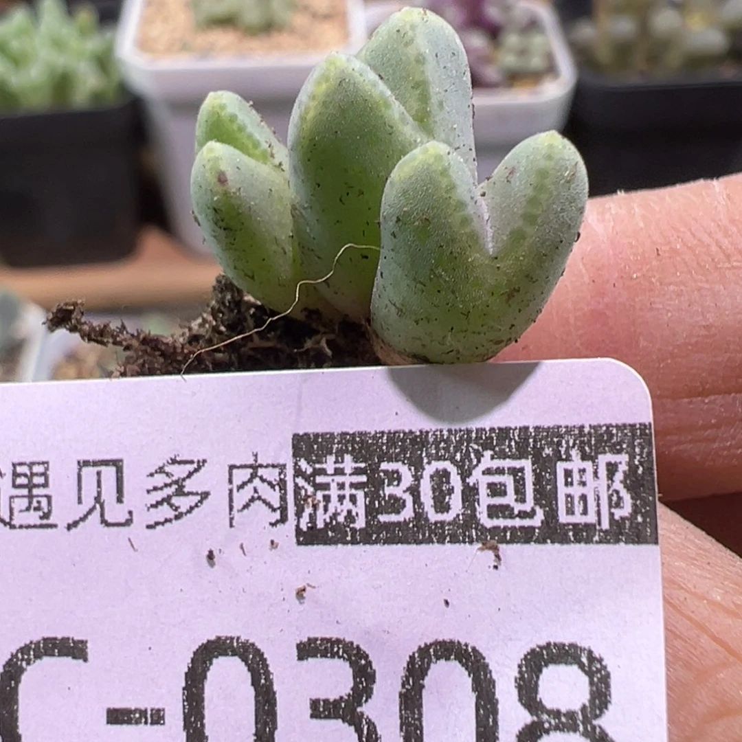 多肉植物111111111111111