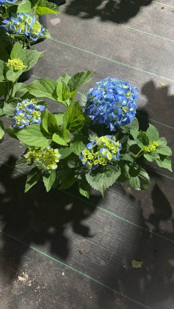 【贝拉】绣球花大花绣球花卉绿植盆栽露天绣球