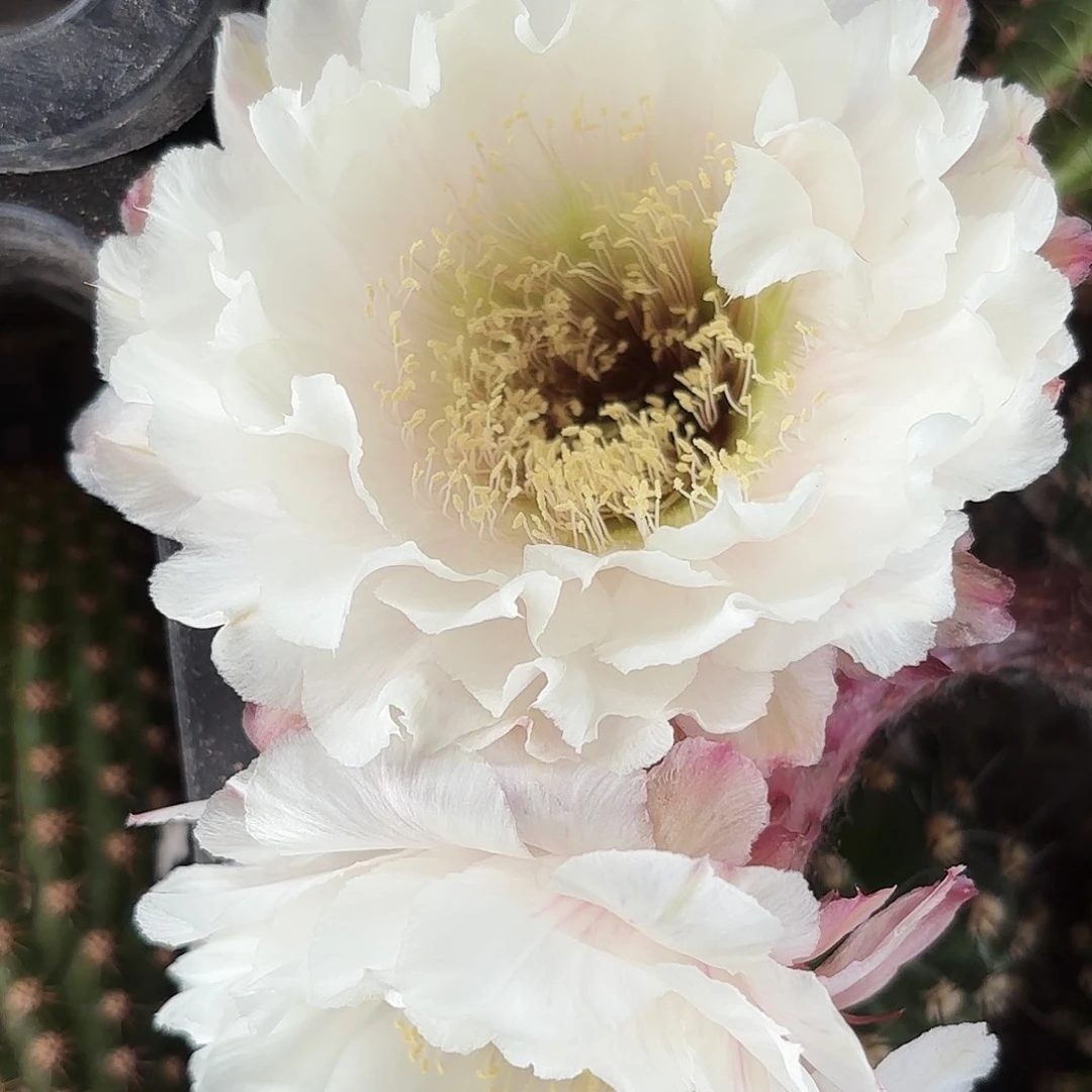 黑美人彩侧牙20包邮