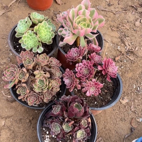 273多肉植物组合,
