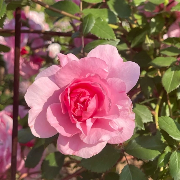 粉蝶寒粉约翰戴维斯耐寒藤本月季花苗庭院花坛盆栽花卉