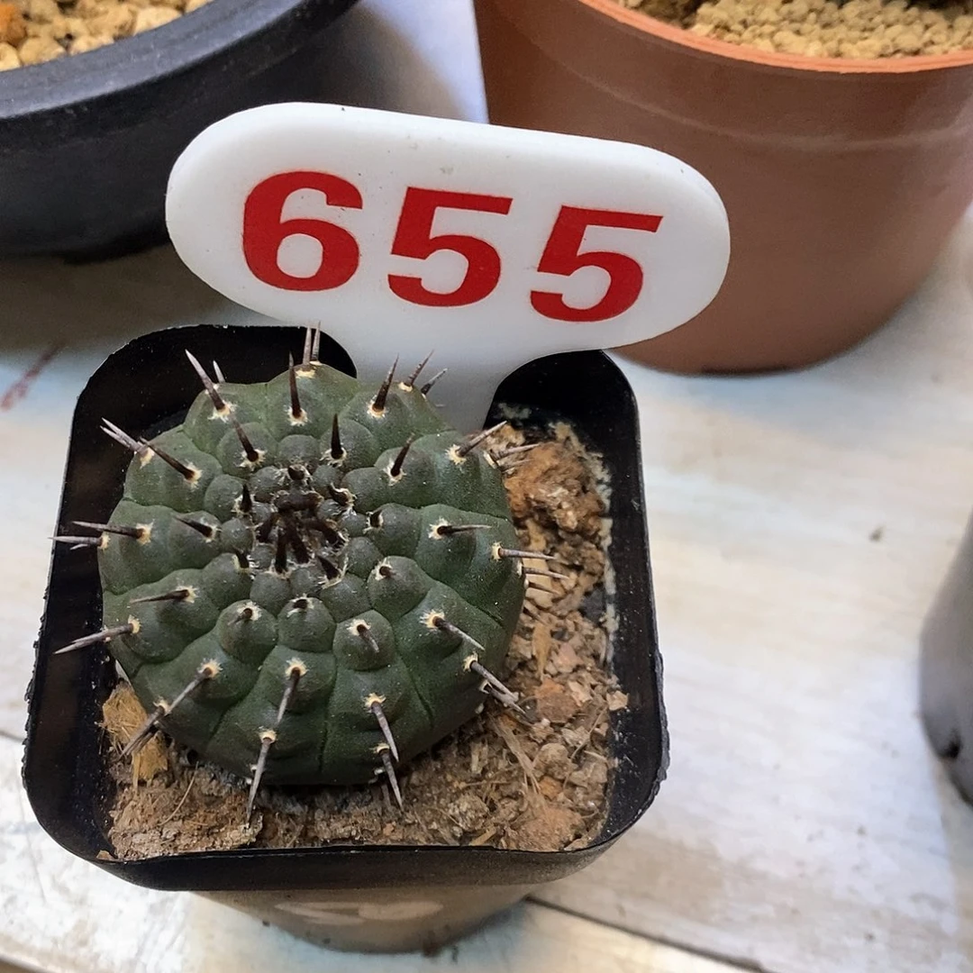 五***啊655付款即到哦请你查收谢谢