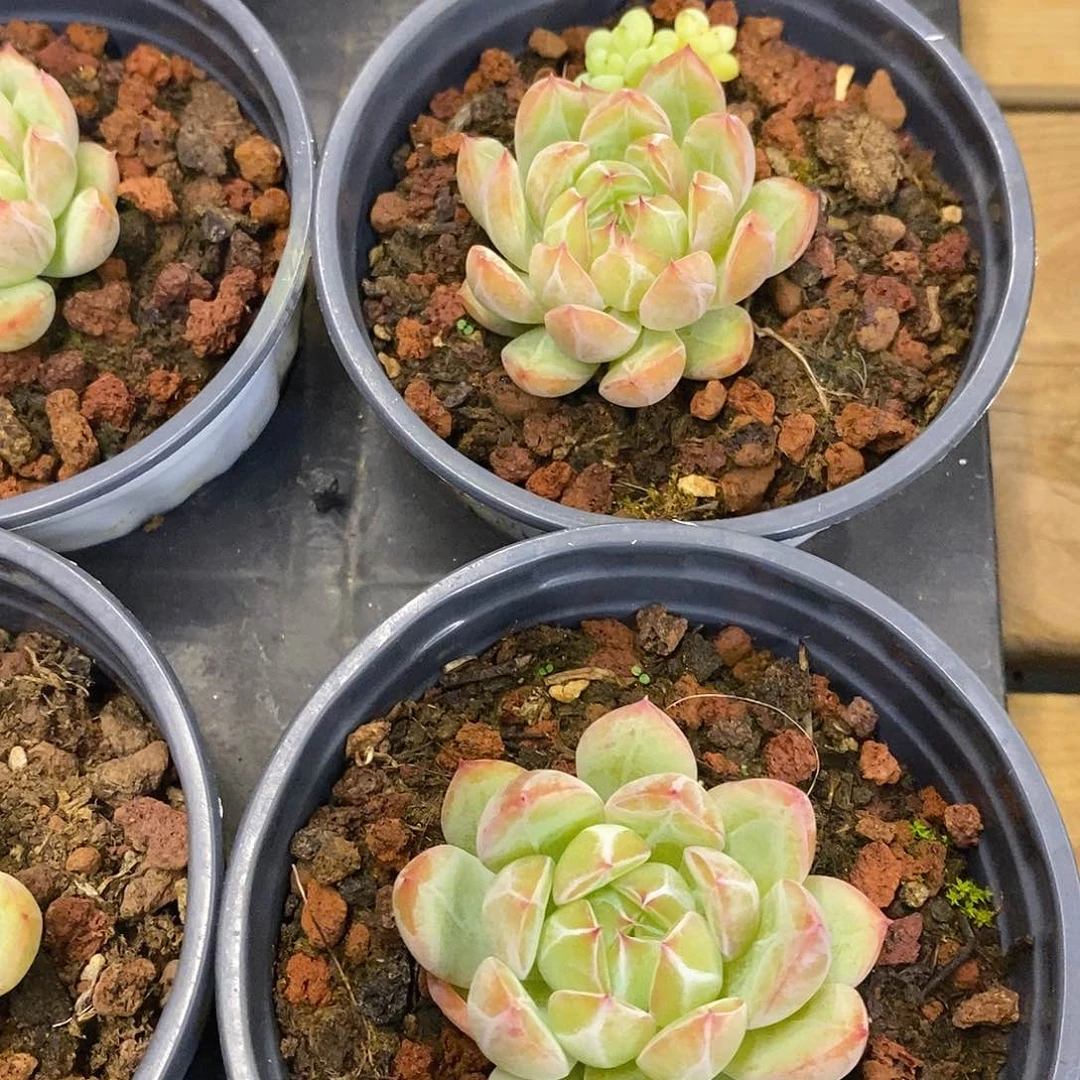 团。雪花珍妮。福利多多