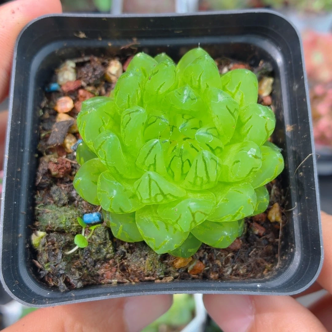 蝉翼玉露多肉9.9包邮发货