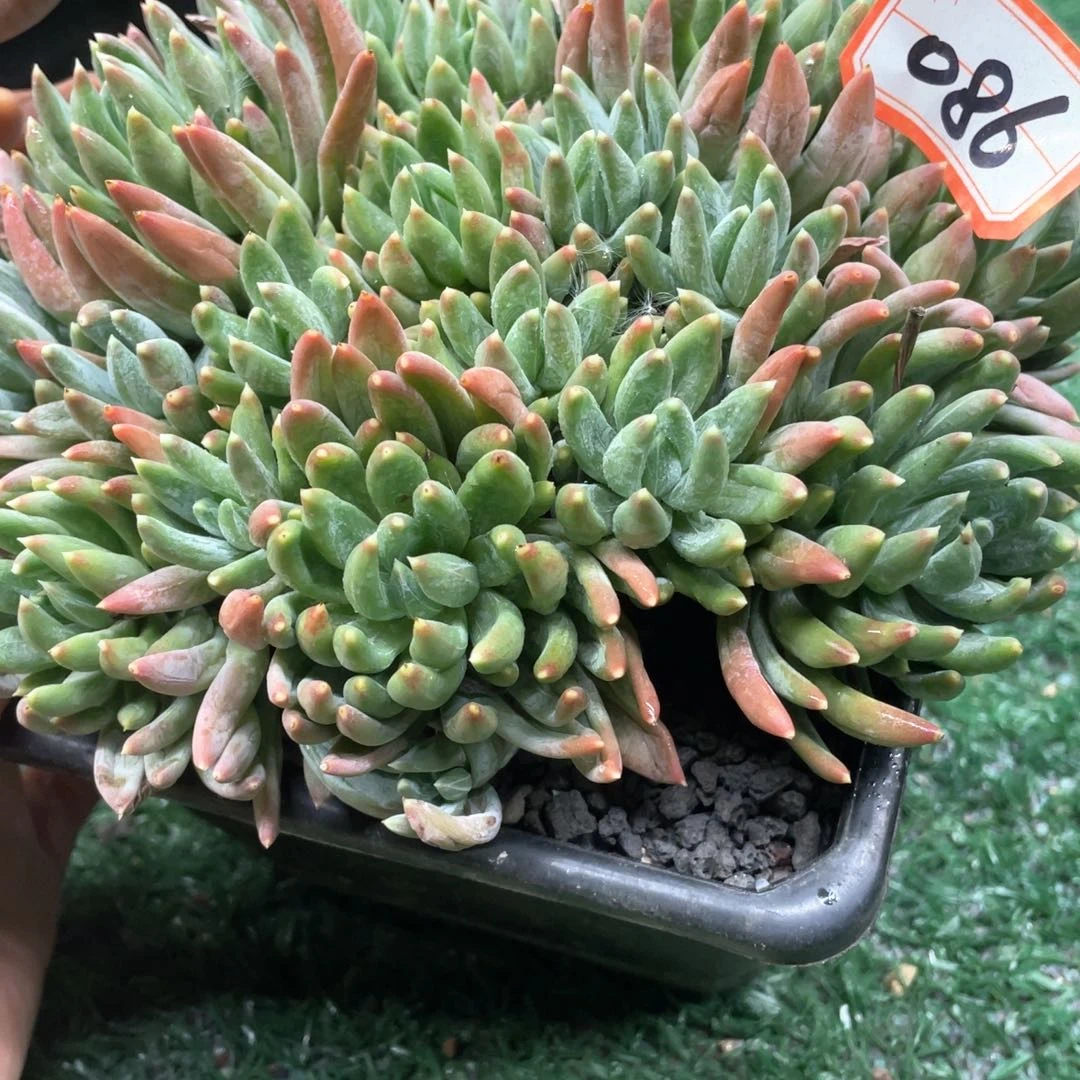 086一物一拍28包邮