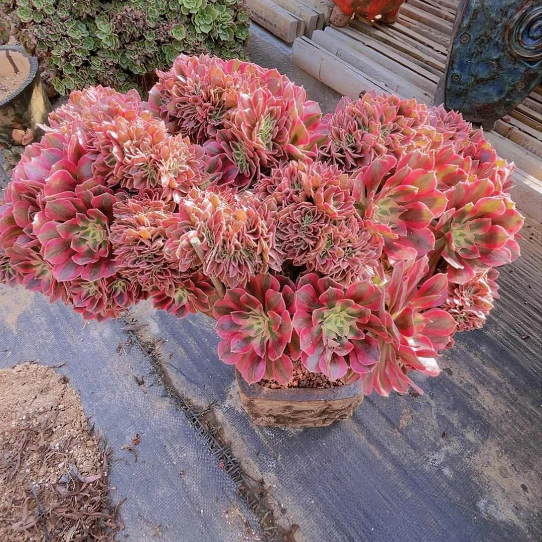 【闪购商品】无花朵粉女巫