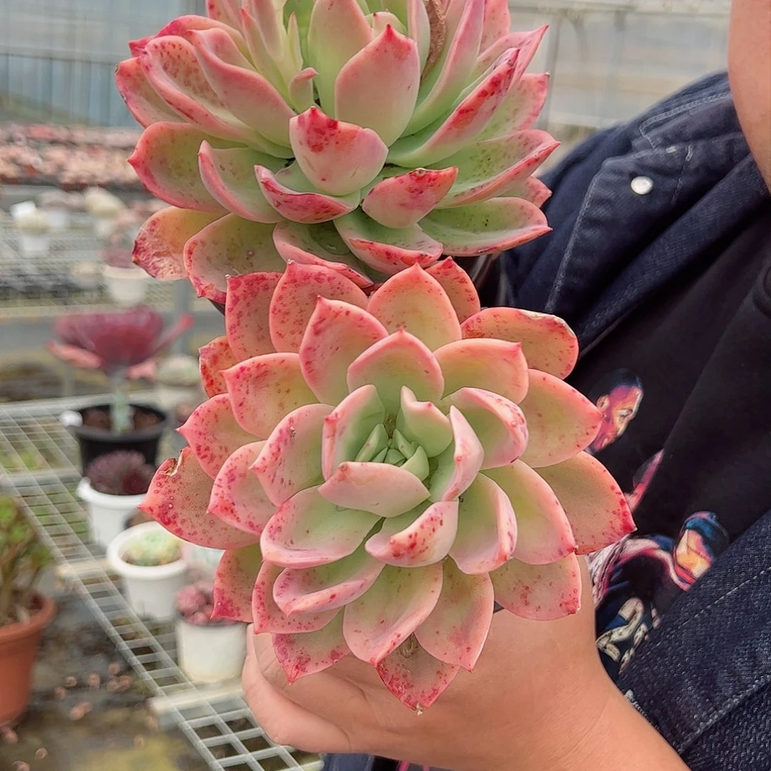 乔伊单头两盆多肉植物