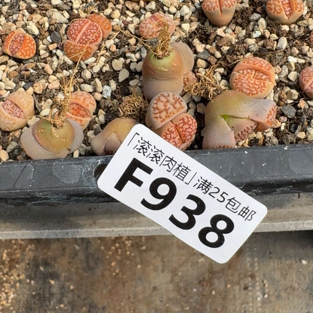 船*票F938新红寿丽64×109二代三年半