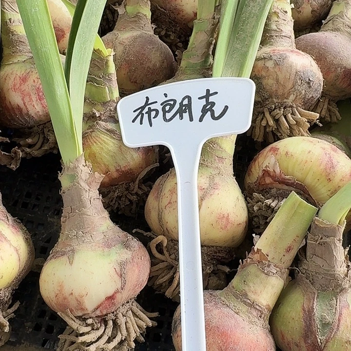 布朗克朱顶红一棵6+