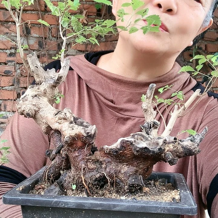 【闪购商品】完全开放黄荆