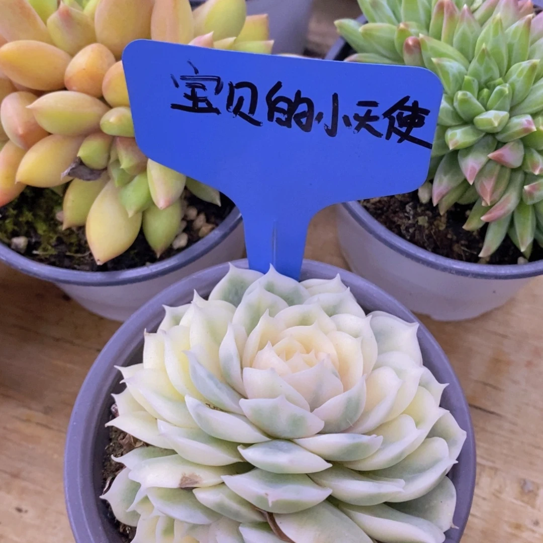 开心多肉，破价专场，今天不对比价格，