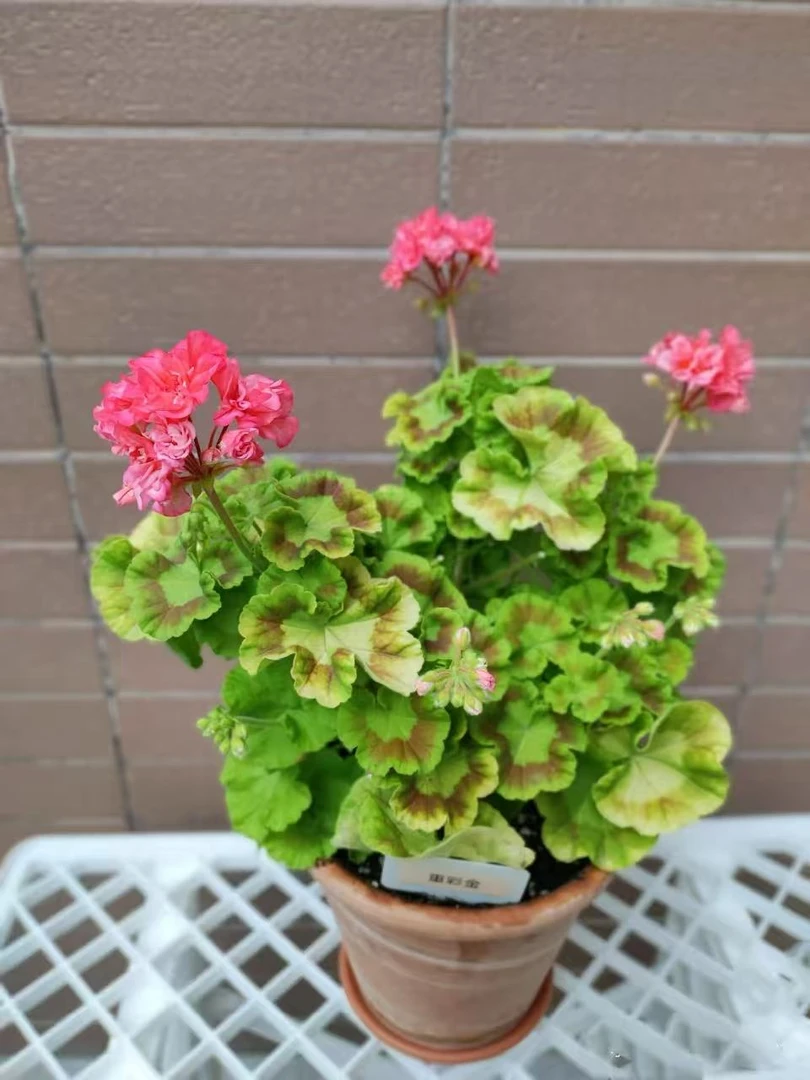 【重彩金】直立天竺葵（青稞无花苞慎拍）