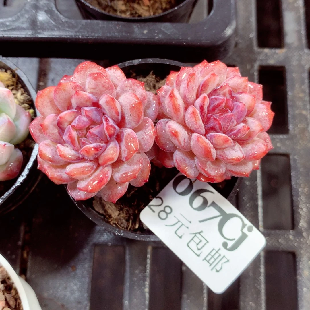 5厘米盆精控多肉067