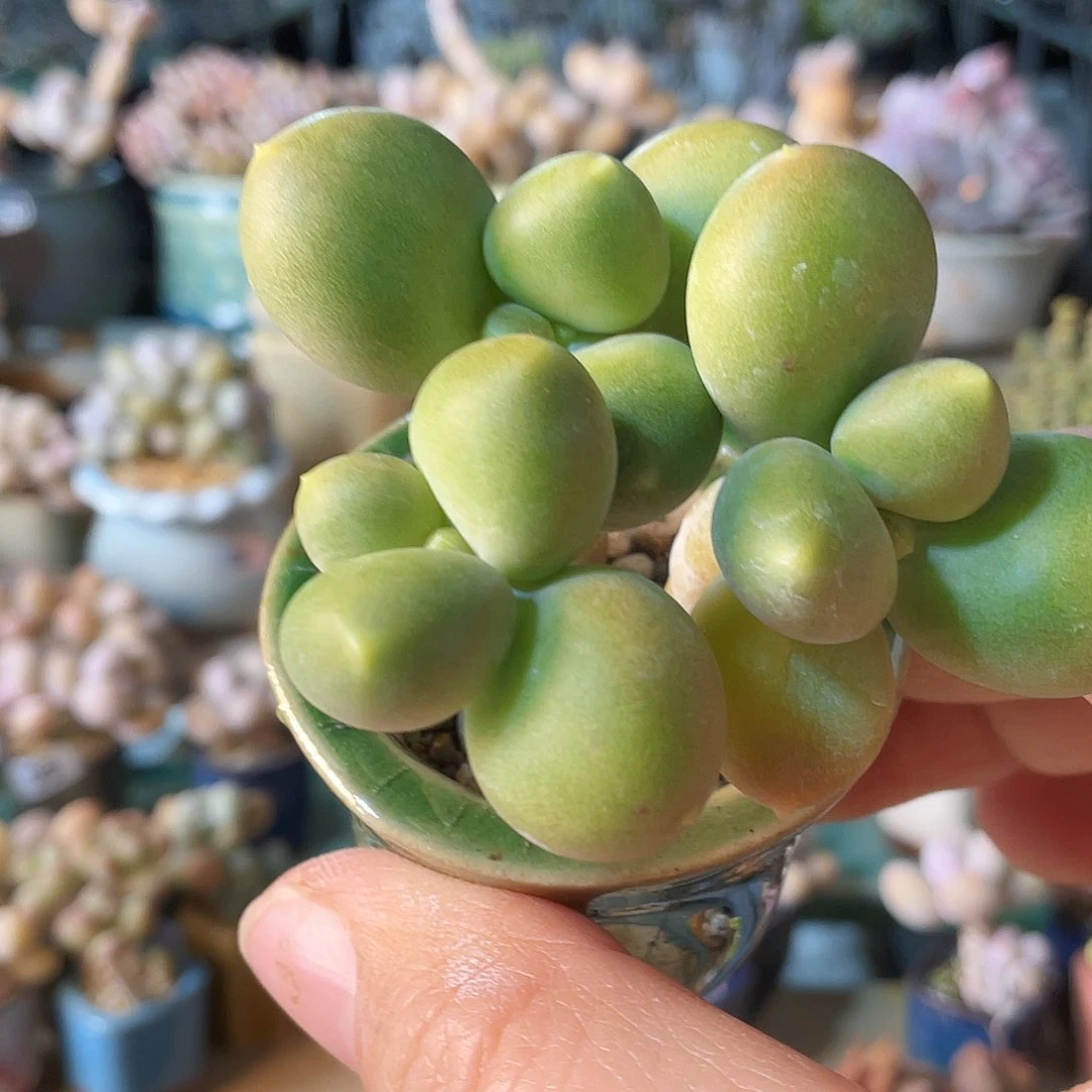 咕***～ 多肉植物的生长发育与生长发育