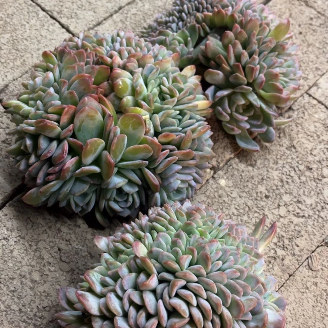 沉***默纯爱缀化3颗多肉植物