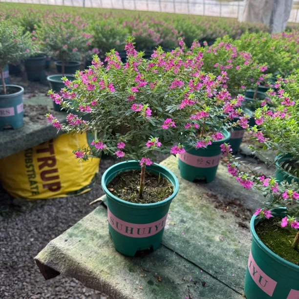 满天星老桩盆栽绿植棒棒糖花苞多室内外耐热四季花木发货花园