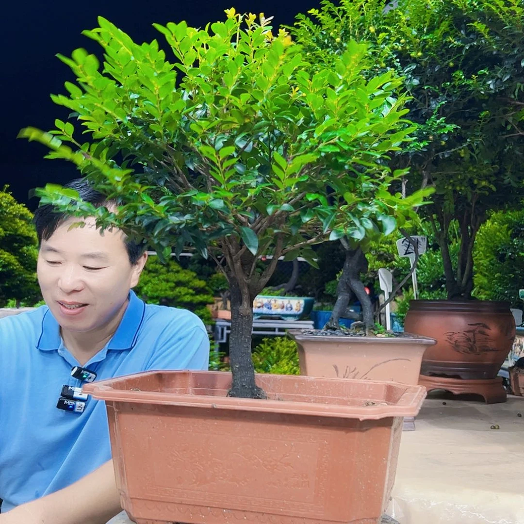 无花朵呵*虎秀明园艺秀明国艺