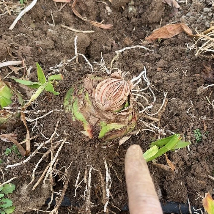 甜蜜2号有花剑包对版