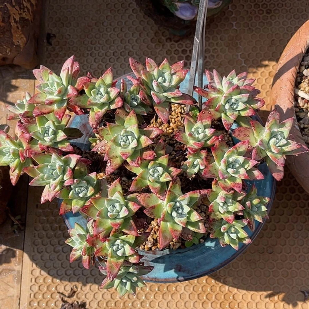 【闪购商品】刘丹超大群