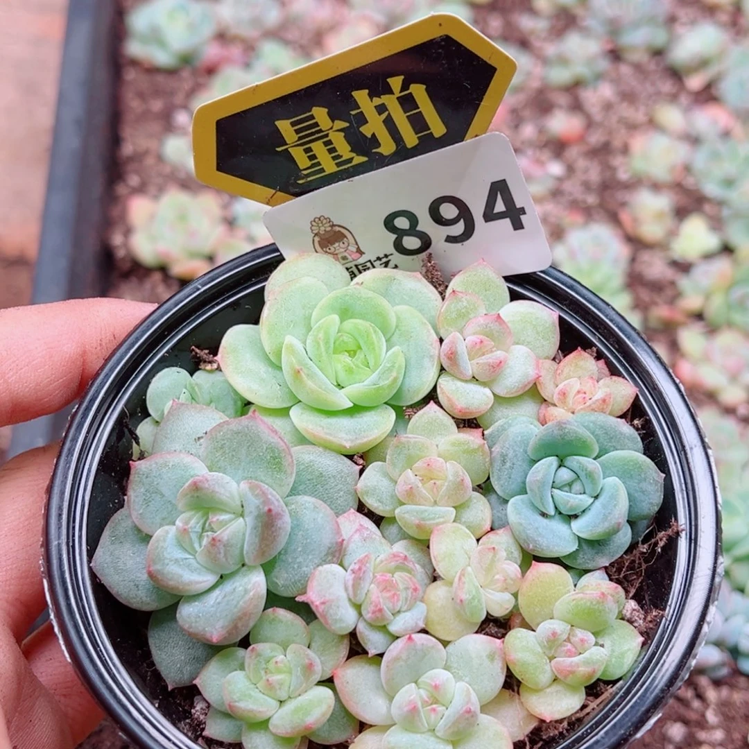 多肉植物多肉植物
