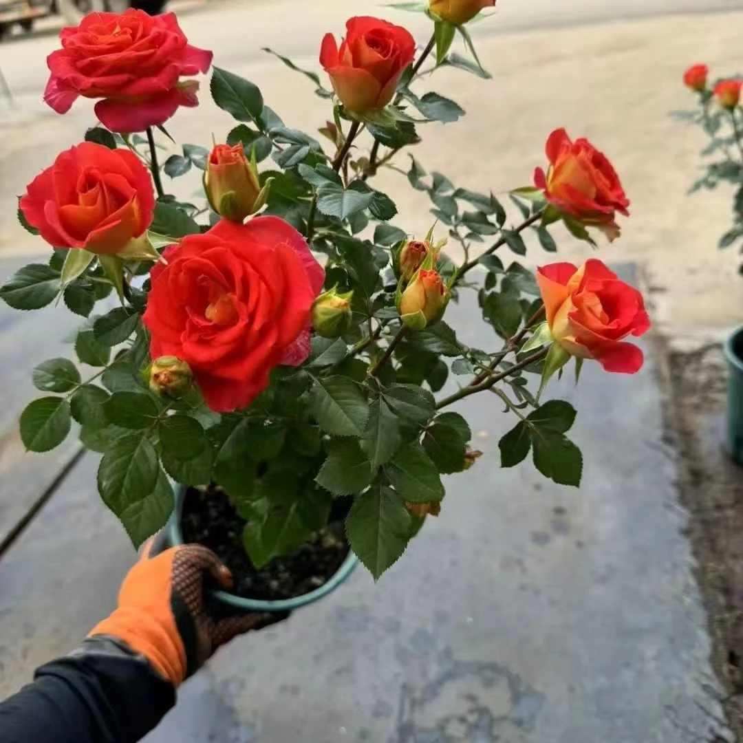 二乔,双鱼)棒棒糖树桩月季花浓香老桩阳台四季庭院开花耐寒