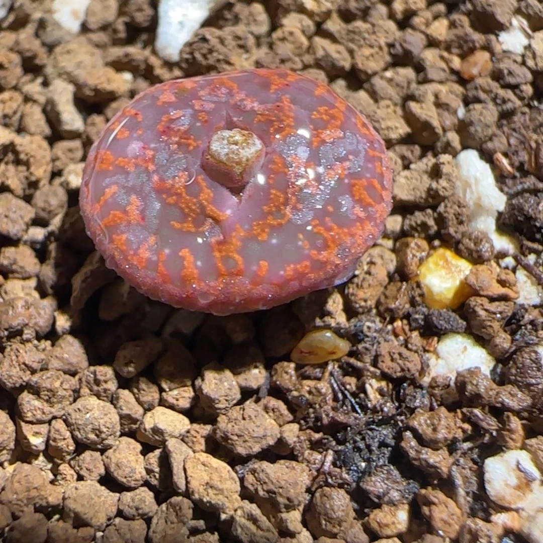 肉锥多肉植物组合-ap正红色酒红勋章243