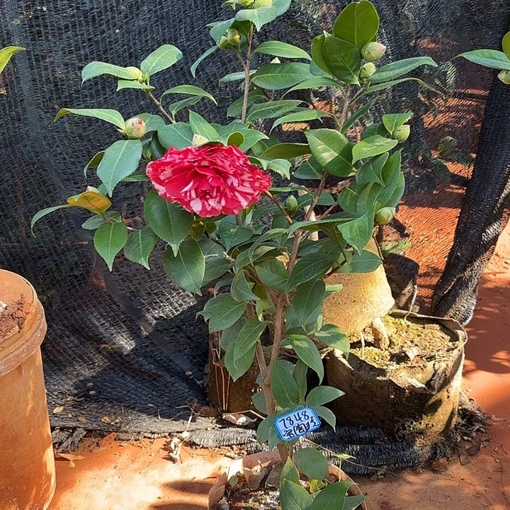 以实际为准青叶贝拉复色70