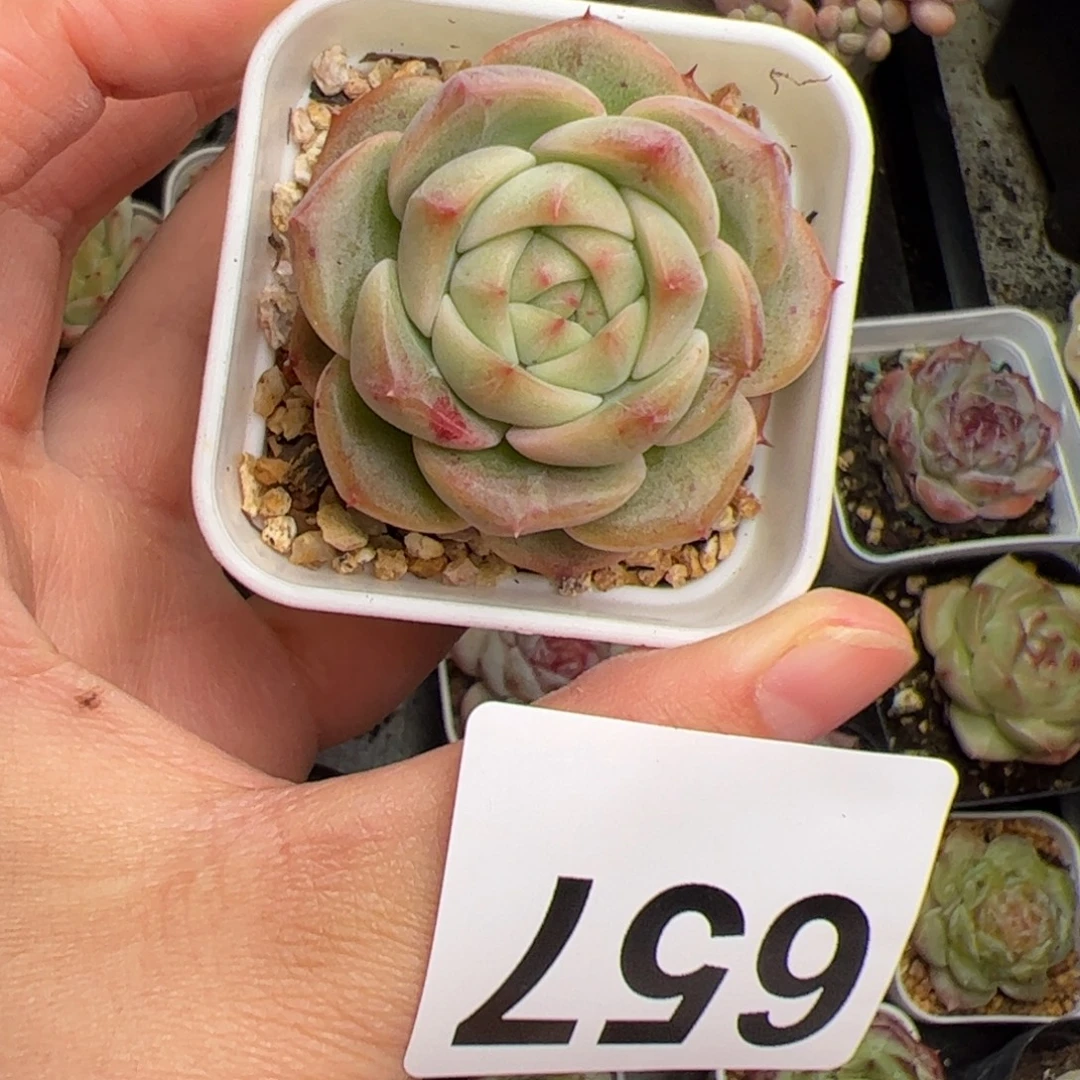 657 多肉植物盆栽植物