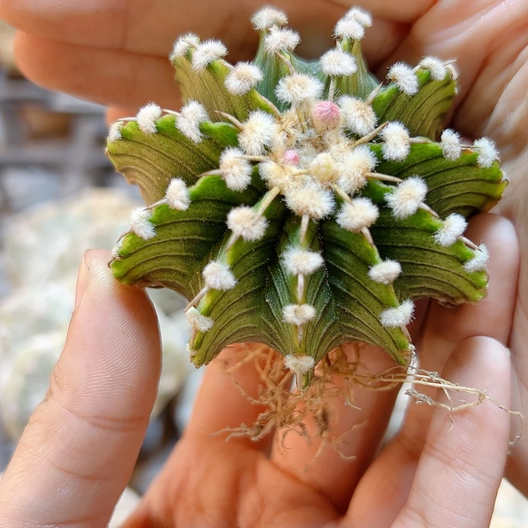 泰系实生高绒勒骨牡丹大尤5公分