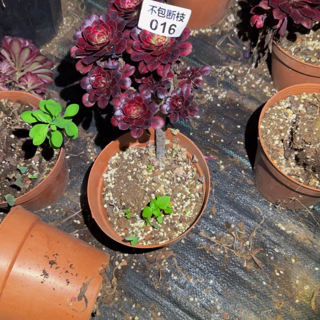 016多肉法师锦1111