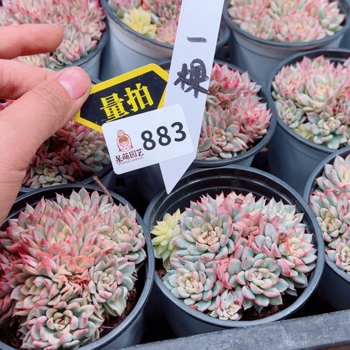 多肉植物多肉植物