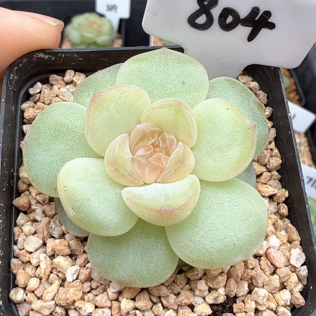 804号风花雪月系列玉瑶