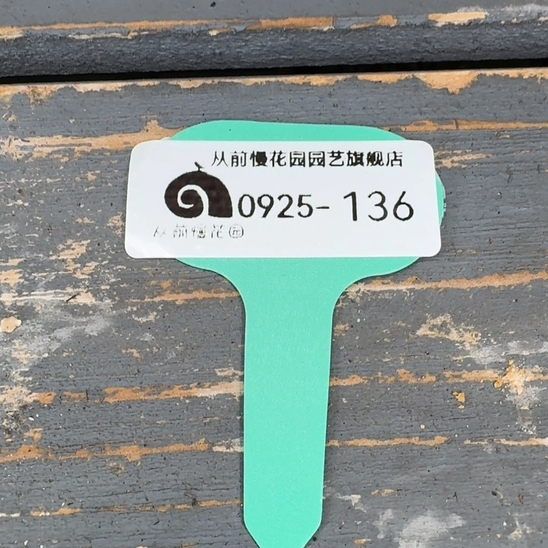 从前慢多肉精选编号0925.136