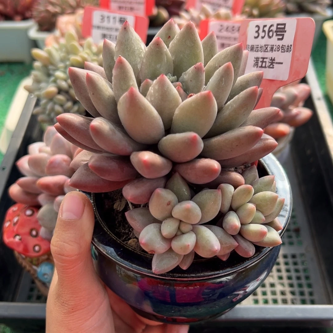 表妹精品多肉植物356.