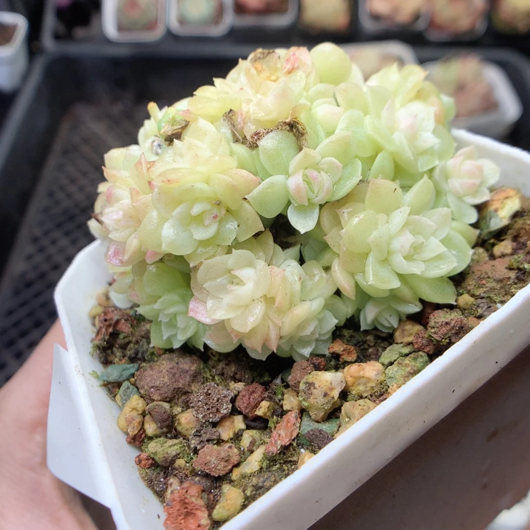 无花朵E122 yyyyyyy