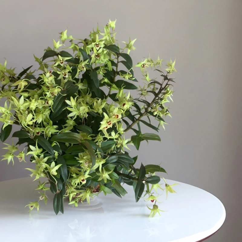 铁皮石斛苗可食用盆栽可栽可观赏养生兰花