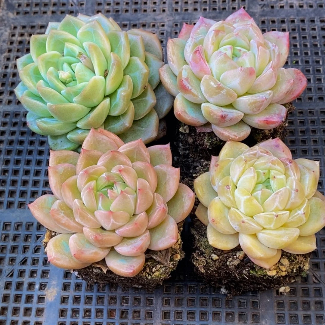 355大任务完成了任务的