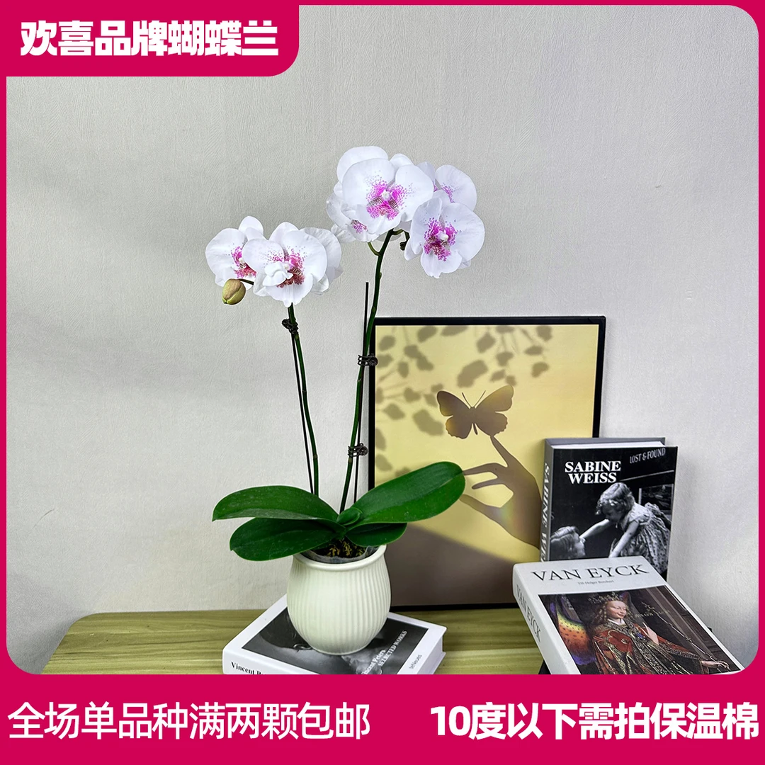 【爱情海】精品蝴蝶兰鲜花绿植室内花盆景