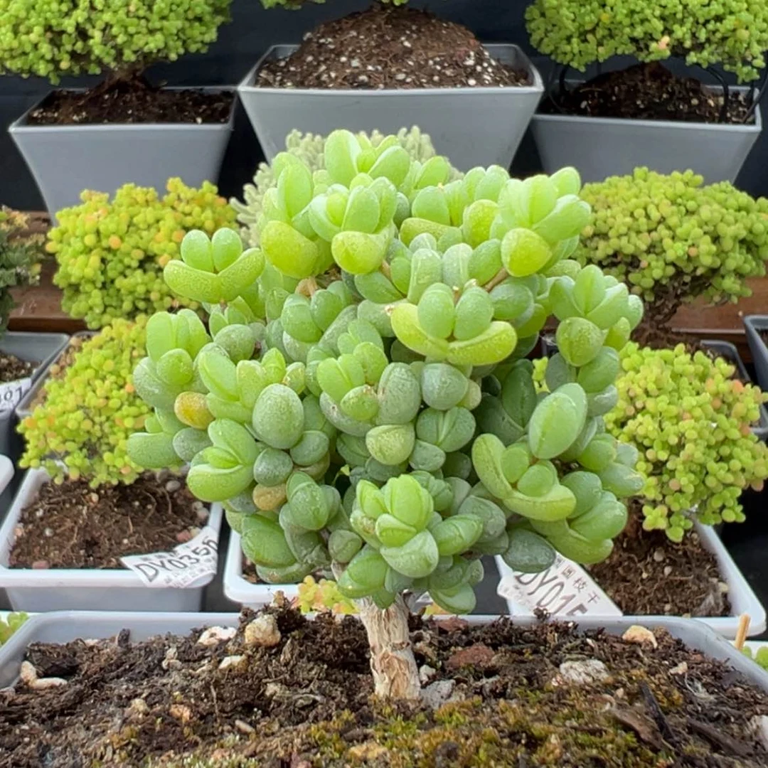 【闪购商品】噢****泡dy0429元宝冠幅6cm